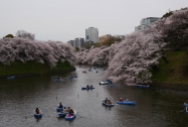 Jour 12, mardi 26 mars 2013 : barques, amoureux et cerisiers sur la Chidorigafuchi